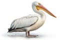 American White Pelican isolate on white background
