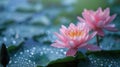 Serene Bloom: Pink Lotus or Water Lily Flowers in Full Splendor on Pond Surface Royalty Free Stock Photo