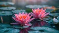 Serene Bloom: Pink Lotus or Water Lily Flowers in Full Splendor on Pond Surface Royalty Free Stock Photo