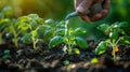 Organic Farming: Farmer Planting Tomato Seedling in Vegetable Garden with Watering Can for Irrigation - Spring Gardening Concept Royalty Free Stock Photo