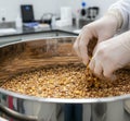Malting Process or Industrial Grain Preparation Royalty Free Stock Photo