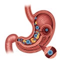 Detailed illustration of the human stomach anatomy and digestive process Royalty Free Stock Photo