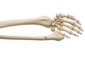 Human skeleton arm and hand Royalty Free Stock Photo