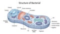 Bacterial structure diagram isolated on white background Royalty Free Stock Photo