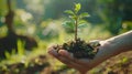 Growing Forest: Female Hand Holding Seedling on Green Bokeh Background - Nature Conservation Concept Royalty Free Stock Photo