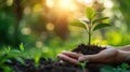 Growing Forest: Female Hand Holding Seedling on Green Bokeh Background - Nature Conservation Concept Royalty Free Stock Photo