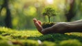 Growing Forest: Female Hand Holding Seedling on Green Bokeh Background - Nature Conservation Concept Royalty Free Stock Photo