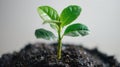 Freshly Planted Pomelo Sapling in Rich Soil Humus on White Background