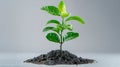 Freshly Planted Pomelo Sapling in Rich Soil Humus on White Background