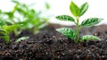 Freshly Planted Pomelo Sapling in Rich Soil Humus on White Background