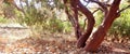 Autumn Manzanita Arctostaphylos Pringlei Horizontal