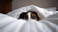 Dog under bed covers