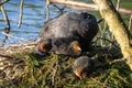 Eurasian Coot, Fulica atra, Nesting with Young Chicks Royalty Free Stock Photo