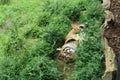 Large Tiger Sleeping on Grassy Ground in London Zoo