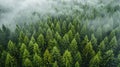 Carbon Offset Subscription: Recurring Contributions to Offset Emissions & Support Projects