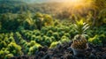 Carbon Offset Subscription: Support Emission Offsets & Projects