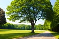 A tree at the side of the road with an unwinding path with cascading tree generated by ai