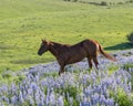 Happy Horse in a filed of blooming Lupine