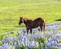 Happy Horse in a filed of blooming Lupine