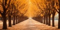 fall season. dry leaves on the ground. Road, driveway, path, boulevard, byway, route, track, trail, street, row of trees. Royalty Free Stock Photo