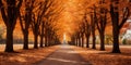 fall season. yellow leaves. falling leaves. Road, driveway, path, boulevard, byway, route, track, trail, street, row of trees. Royalty Free Stock Photo