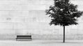 A black and white image of a bench and tree. Royalty Free Stock Photo