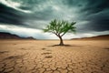 tree in the desert cracked and dry landscape. oasis salvation concept. green tree. dark clouds. stormy weather.