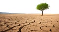 tree growing in a barren dry landscape. never loose hope concept. transparent PNG. green tree. Royalty Free Stock Photo