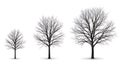 Three bare trees in winter Royalty Free Stock Photo