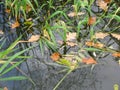 Oak leaves are lying in the pond