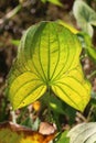 Underside of bright yellow green ribbed and veined arrowhead leaf lit by sun Royalty Free Stock Photo