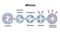 Mitosis cell cycle diagram isolated on white background Royalty Free Stock Photo