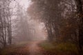 Fog-Enshrouded Trail through Autumn Forest