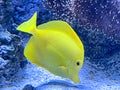 yellow colored fish with blue aquatic background