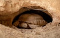 Dessert tortoise in Qatar Desert. Royalty Free Stock Photo