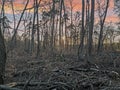 Image of a destroyed forest area after a storm in Germany Royalty Free Stock Photo