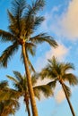 Detail of cluster of tropical palm trees during sunset