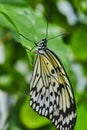 Detail of common Asian Mime Swallowtail butterfly on leaf