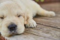 Detail of cute golden retriever puppy paws on wood deck