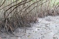 Image detail diversity of mangrove plant species forest show branches leaves and root floor canopy that create balance of