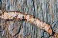 Detail of mineral quartz vein running through section of rock