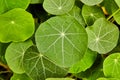 Detail of round green leaves from above