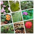 Image of different plants in the Bucharest botanical garden Royalty Free Stock Photo