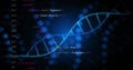 Image of digital data processing and dna strands on black background Royalty Free Stock Photo