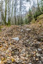 Image of a dirt road with many loose stoneimage of a dirt road with many loose stone in the forest