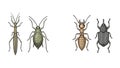 Assorted insects, illustration of a stick insect, aphid, ant, and weevil Royalty Free Stock Photo