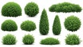 A selection of different green bushes and small trees isolated on white background Royalty Free Stock Photo