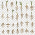 Collection of various dried flower stems and botanical root structures in transparent grid Royalty Free Stock Photo