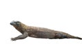 Komodo Dragon on White Background