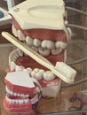 This image displays multiple oversized dental models resting on a clear glass surface. Royalty Free Stock Photo